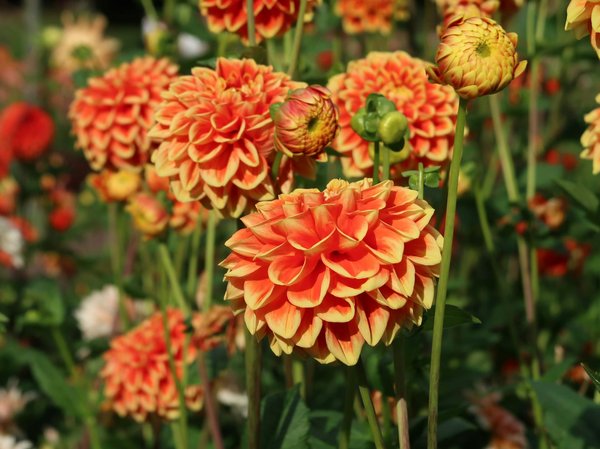 Colonne de douche : caractéristiques, avantages et critères de choix